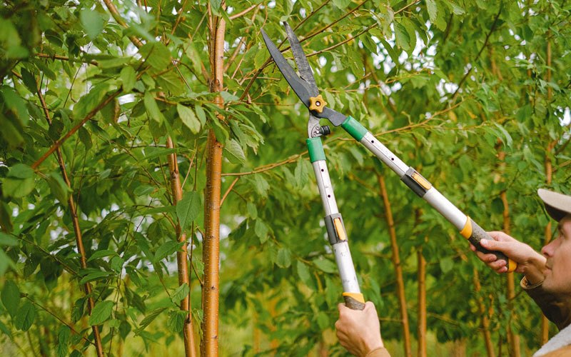 Tree trimming in Crescent, IA