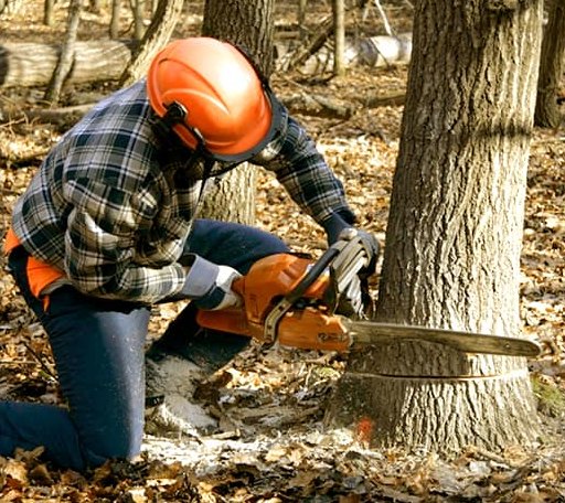 Tree Removal in Crescent, IA